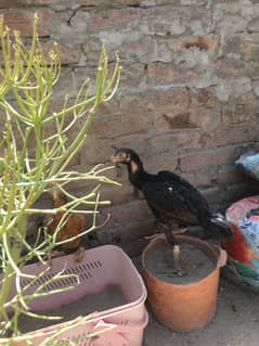 Aseel hens sell