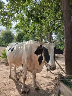 *Australian | Cow | Bull | wacha | Calf | گائے | Bachra For Sale*