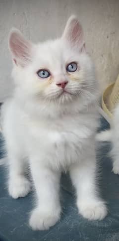 Triple coated Male kittens available for sale 15000 each