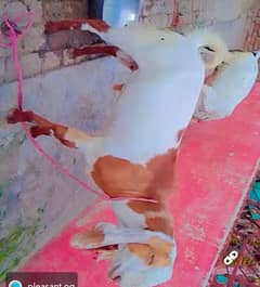 Desi Goat