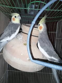 Cocktail With Cage For Sell
