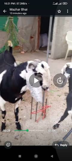 Bakra