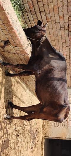 Sale Cow