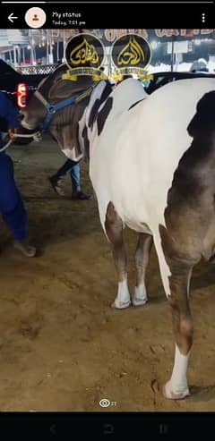 Qurbani - cow