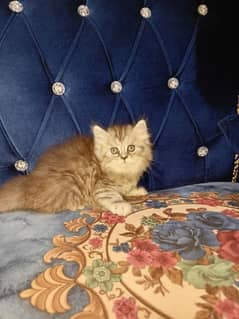 persian kittens