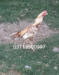 Aseel