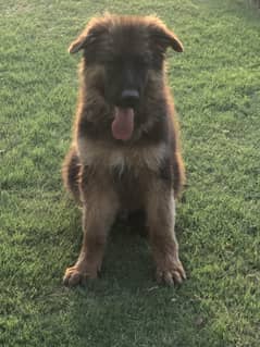 german shepard for sale