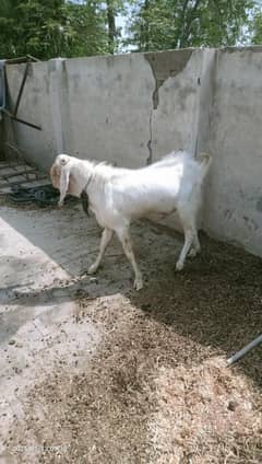 2 year ka bakra fore sale foran