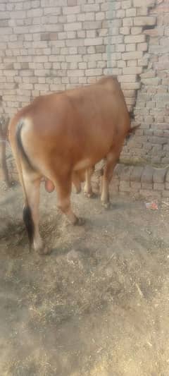 2 dant bull