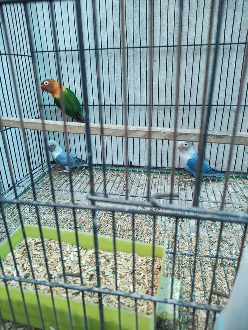 1 Breader pair with 2 pathy , with 2 cage, with 2 box, 0