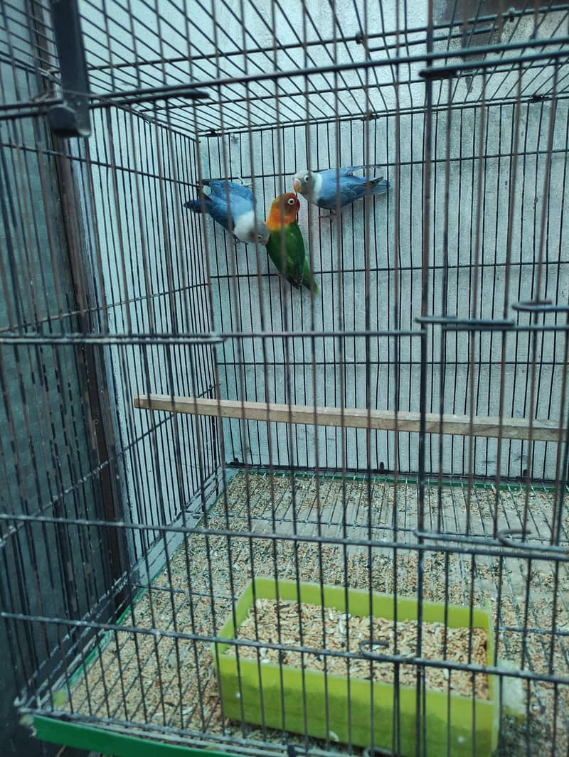 1 Breader pair with 2 pathy , with 2 cage, with 2 box, 1