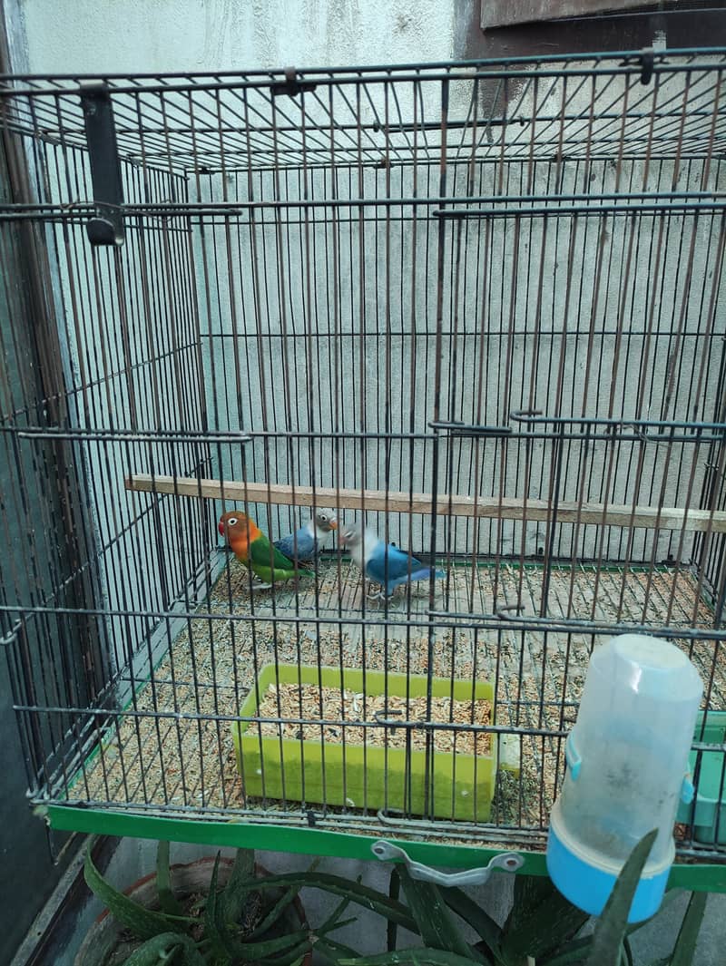 1 Breader pair with 2 pathy , with 2 cage, with 2 box, 2