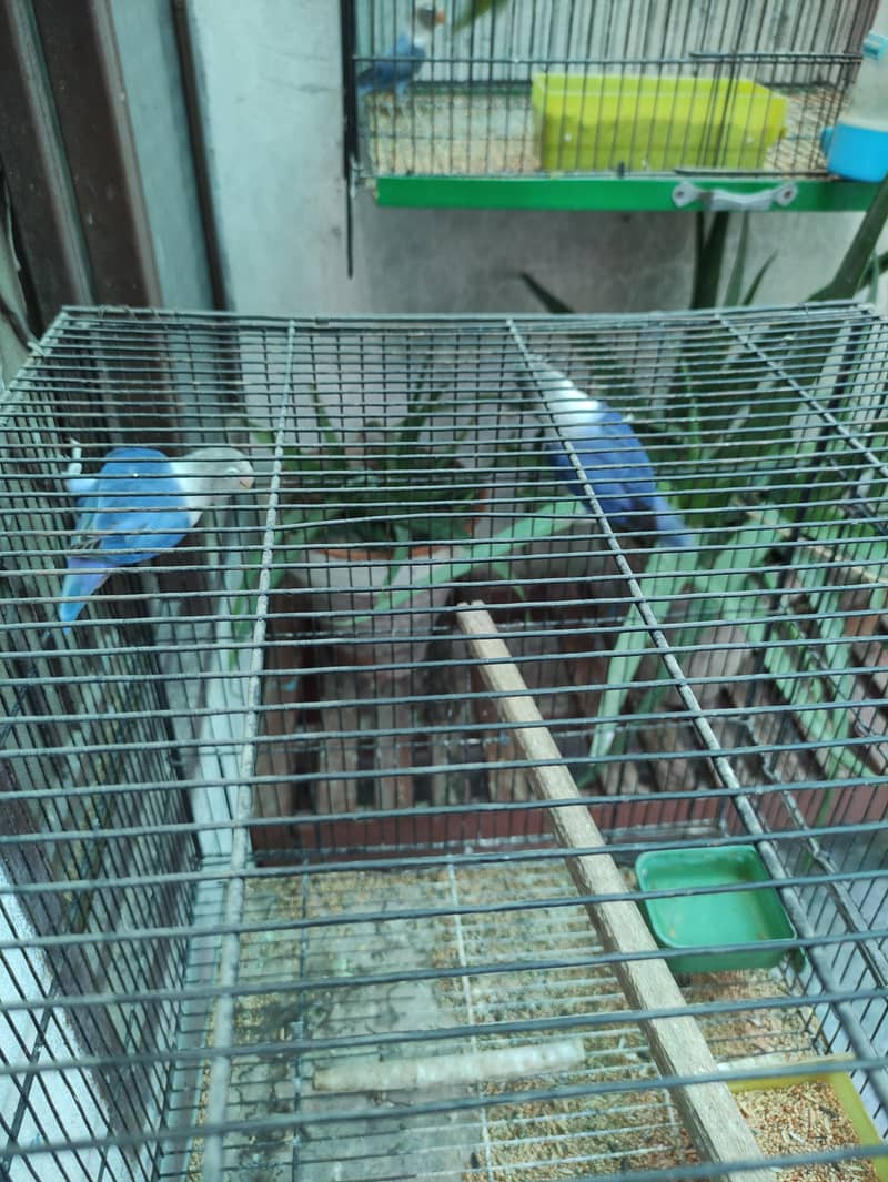 1 Breader pair with 2 pathy , with 2 cage, with 2 box, 3