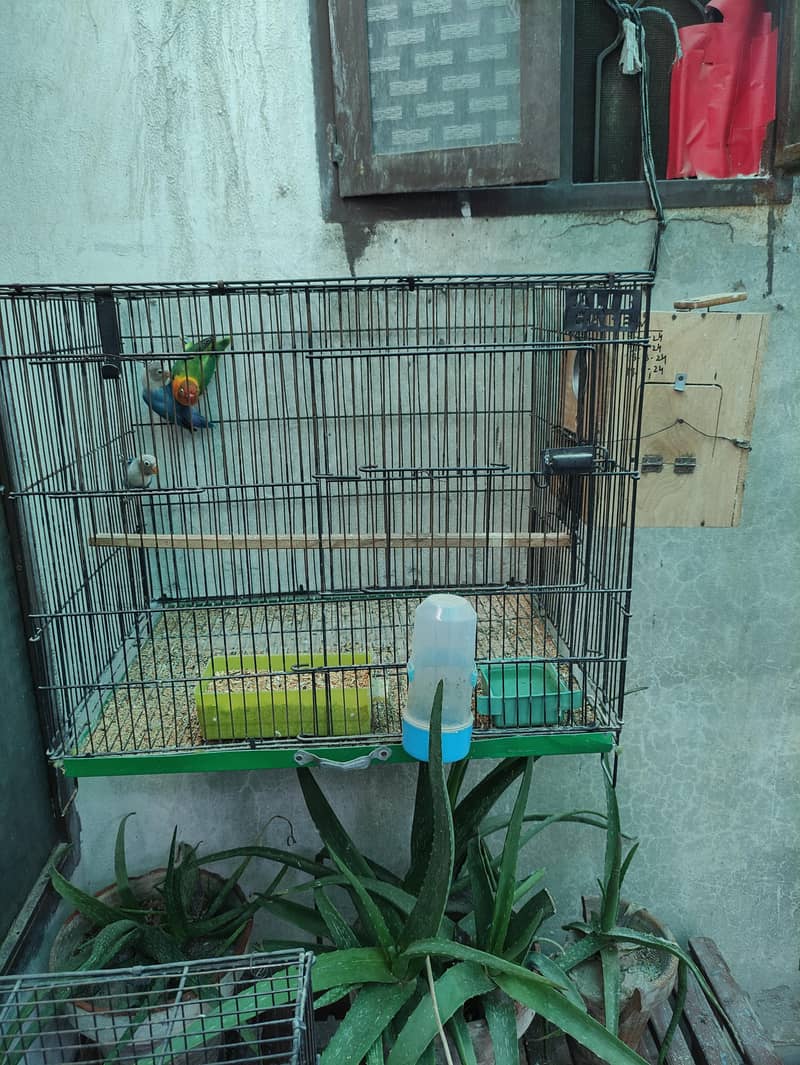 1 Breader pair with 2 pathy , with 2 cage, with 2 box, 4