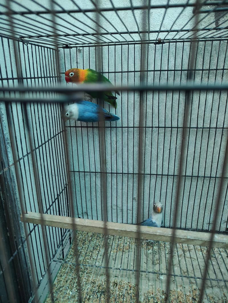 1 Breader pair with 2 pathy , with 2 cage, with 2 box, 5