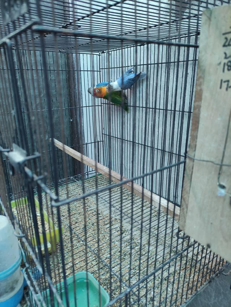1 Breader pair with 2 pathy , with 2 cage, with 2 box, 6