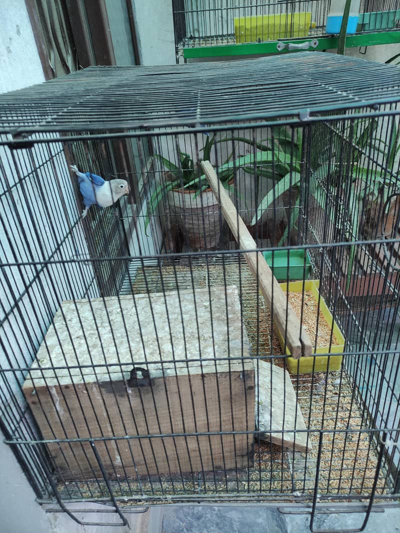 1 Breader pair with 2 pathy , with 2 cage, with 2 box, 7