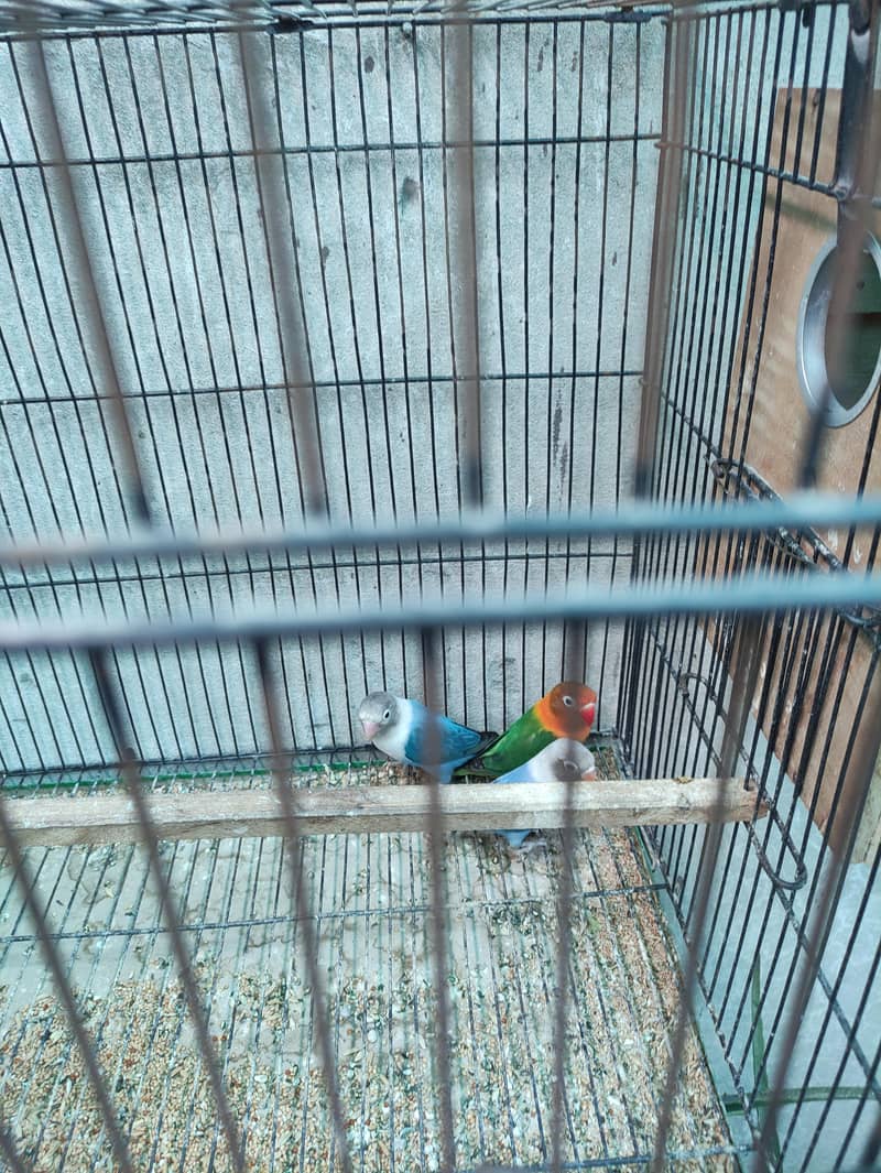 1 Breader pair with 2 pathy , with 2 cage, with 2 box, 8