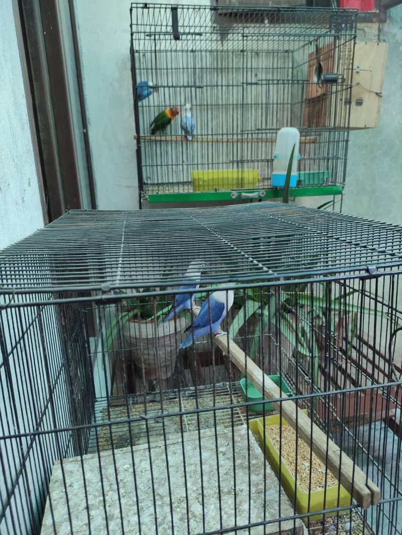 1 Breader pair with 2 pathy , with 2 cage, with 2 box, 9