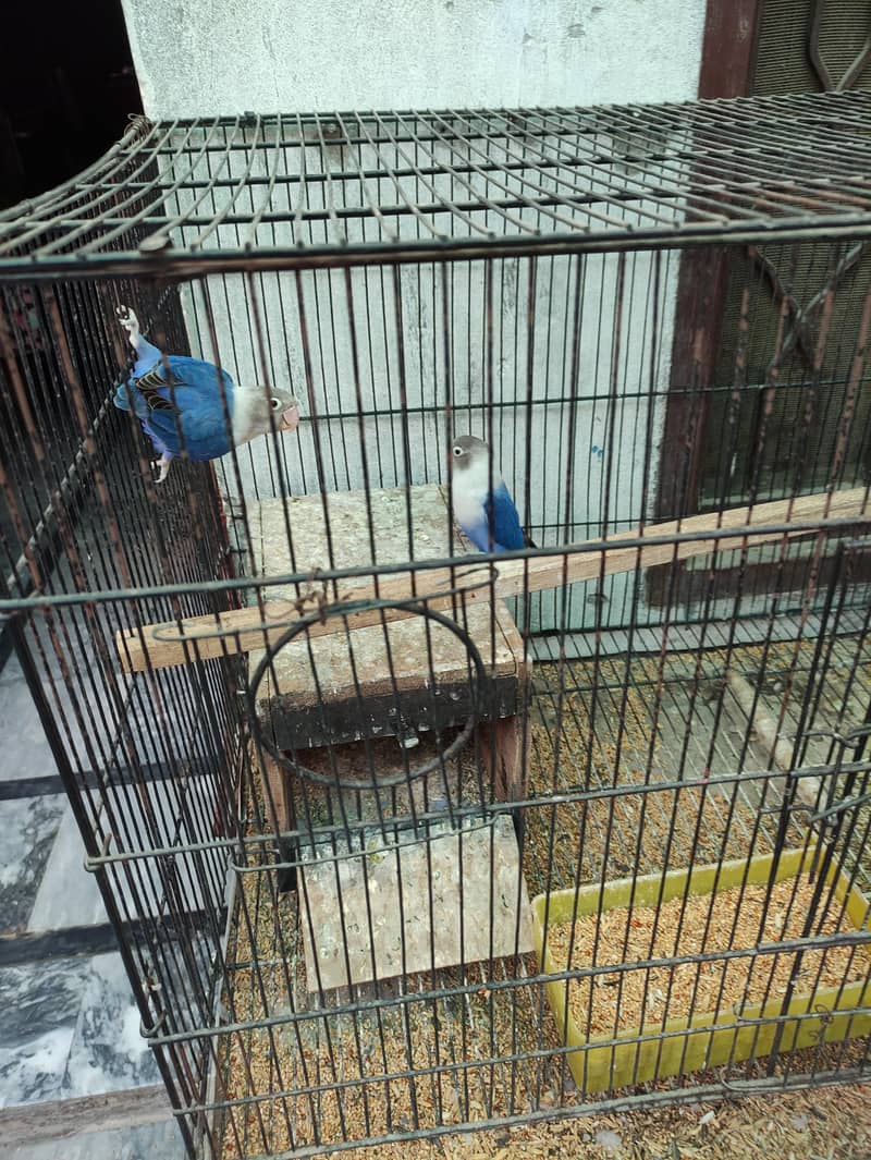 1 Breader pair with 2 pathy , with 2 cage, with 2 box, 10