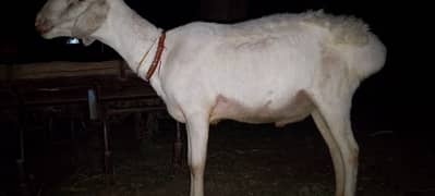 male sheep