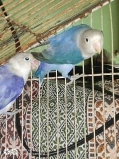 blue