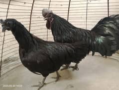 Ayam