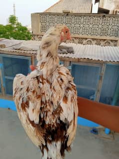 aseel cheena egg laying pair available with prove