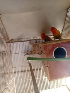 love birds pair