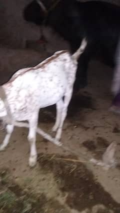 Bakry for sale location Ryk Demand dual 80000 single 45000
