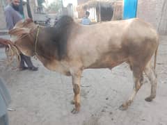 wacha contact 0325-5091852