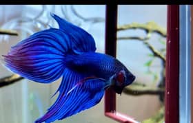 male betta