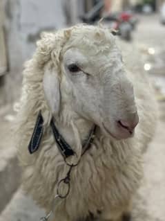 Sheep / Chatra For Sale