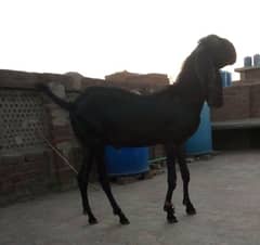 Bakra for sale