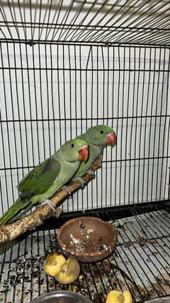 Parrots