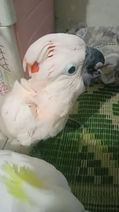 mollucan cacaktoo for sale