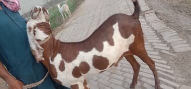 Bakra for Sale qurbani ka hai