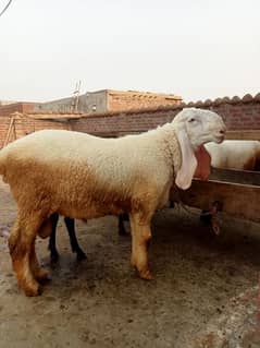 Asalam o Alaikum special eid gift 2 animal for  sale