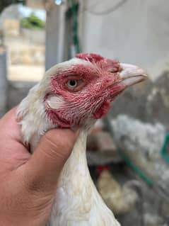 2 Heera aseel female top of the line