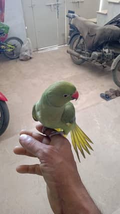 hand taim parrot