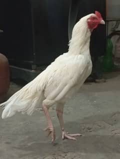 Heera Aseel male / white male/ Heera patha