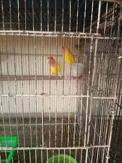 4 pairs love birds and 14 chicks available with DNA
