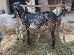 Bakra contact 0325-5091852