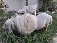 Goat for sale