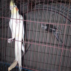 Cockatiel breeder pair (red eye)
