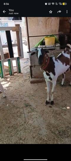 do dant gulabi tapra