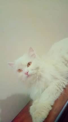 persian