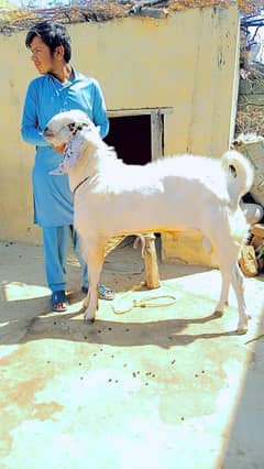 Bakra