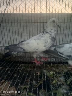 breedar pair
