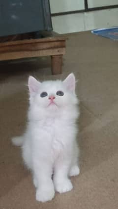 KITTENS AVAILABLE (03177308350)